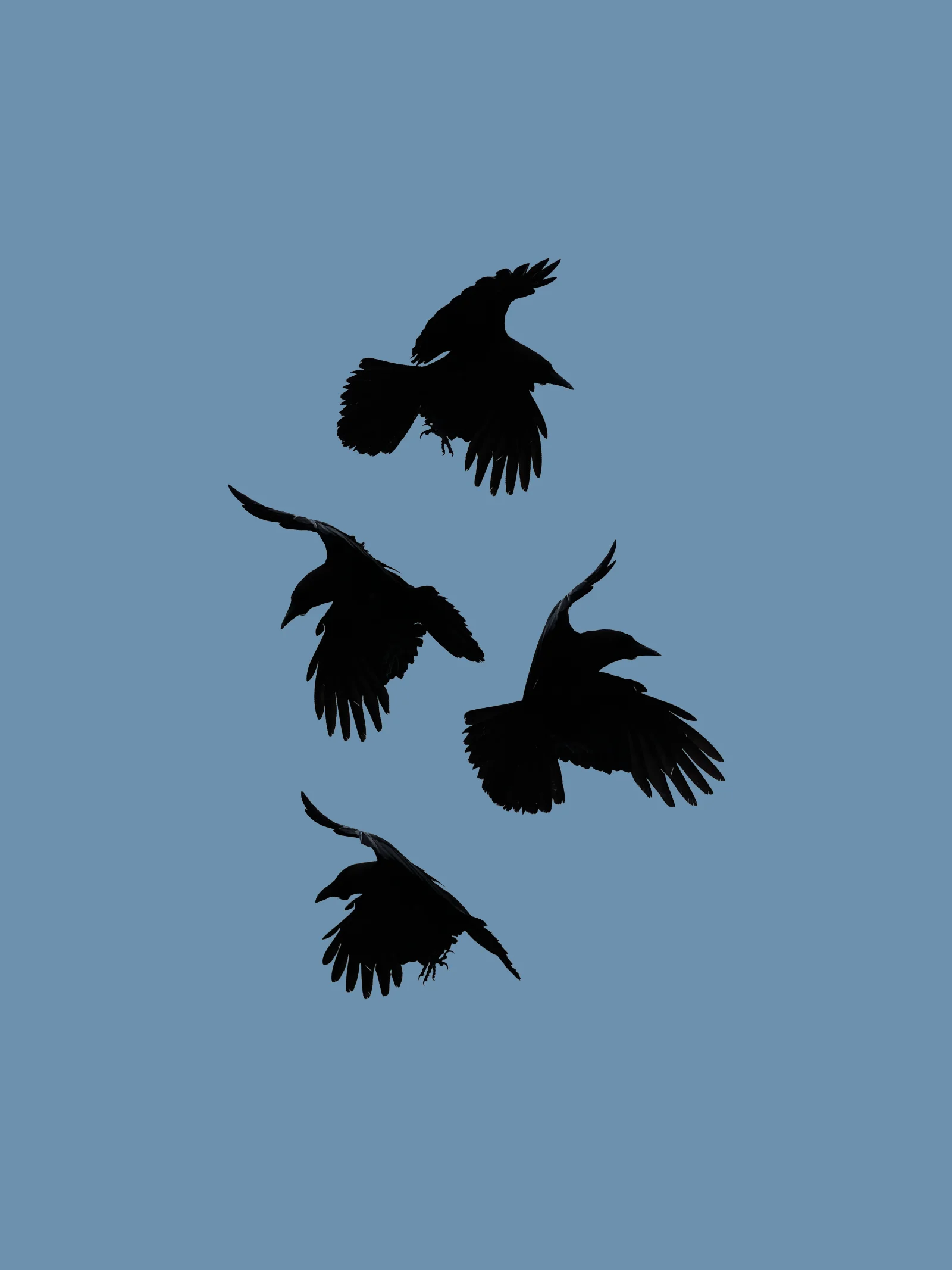Four black crow silhouettes flying against a blue sky