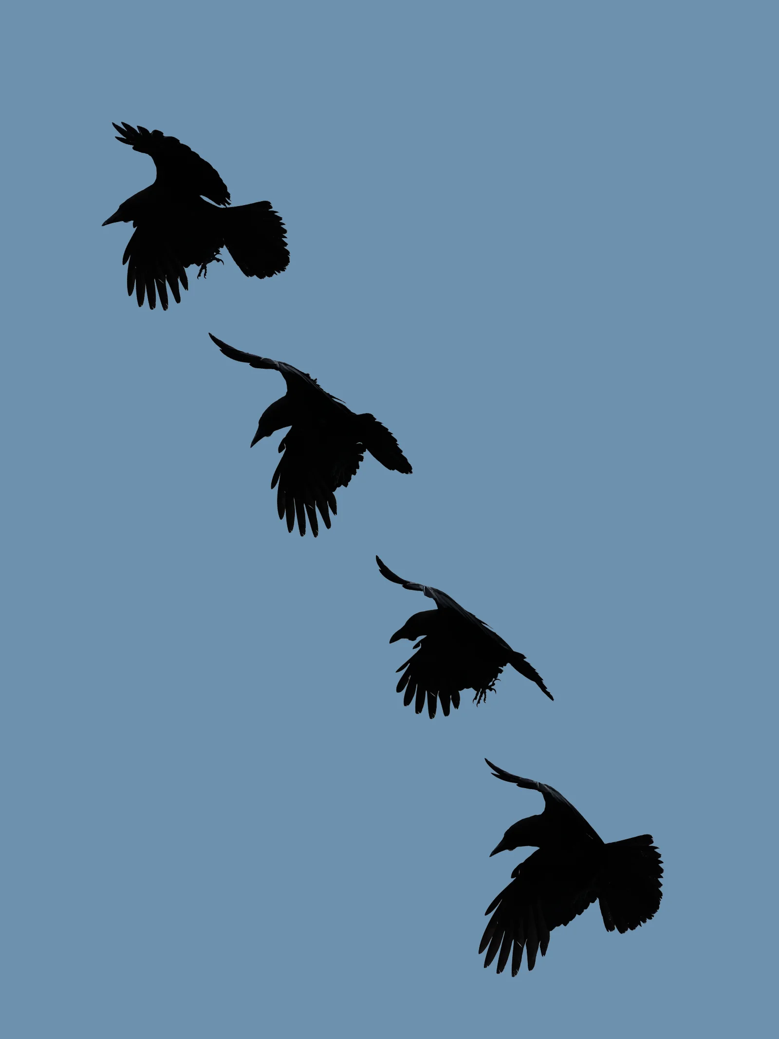 Four black crow silhouettes flying against a blue sky